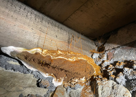 Symptoms of dry rot 